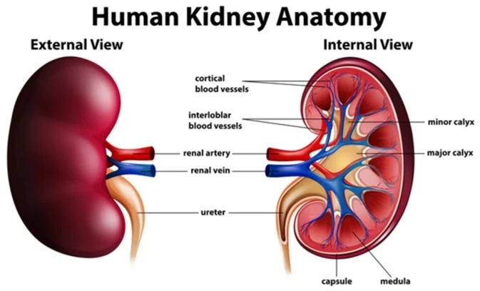 This image defines the Human KIdney function properly